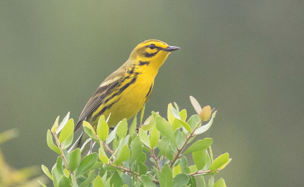 Prairie Warbler © Erik Bruhnke